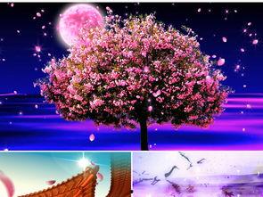 舞蹈落花背景炫彩视频,一场视觉与情感的视听盛宴